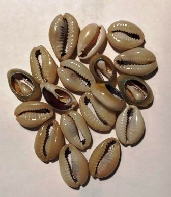 sea shell hair beads for dreadlocks